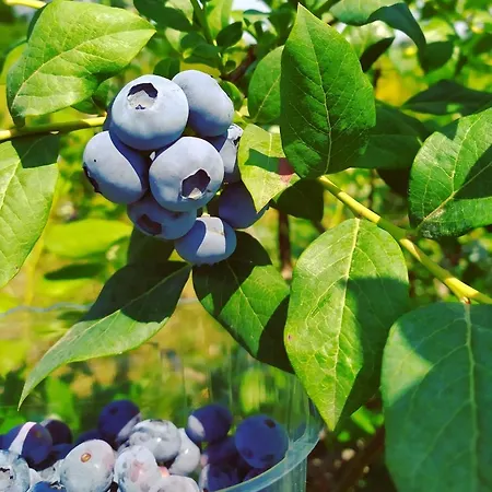 Apartment Il Mirtillo *