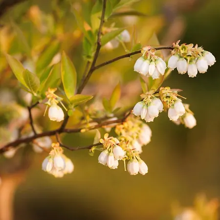 Lägenhet Il Mirtillo