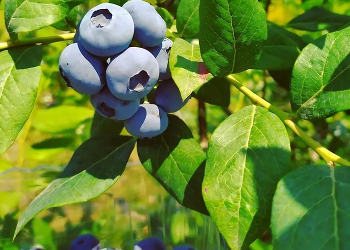 Appartement Il Mirtillo *