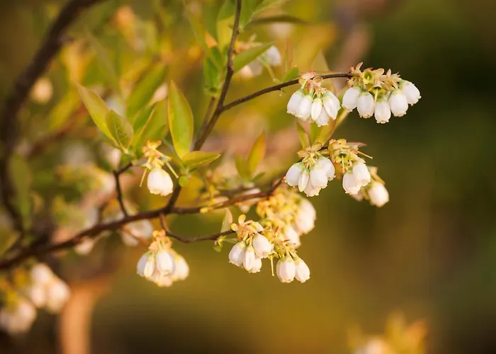 Appartement Il Mirtillo